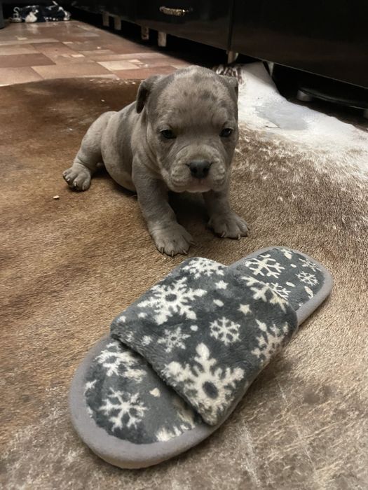 Американский булли