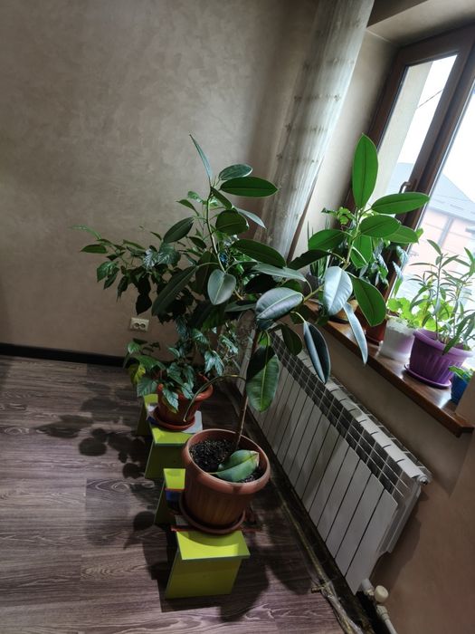 Цветы очень большие дешево