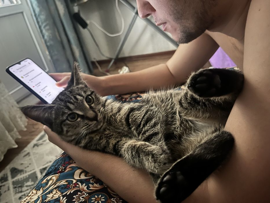 Котенок в добрые руки