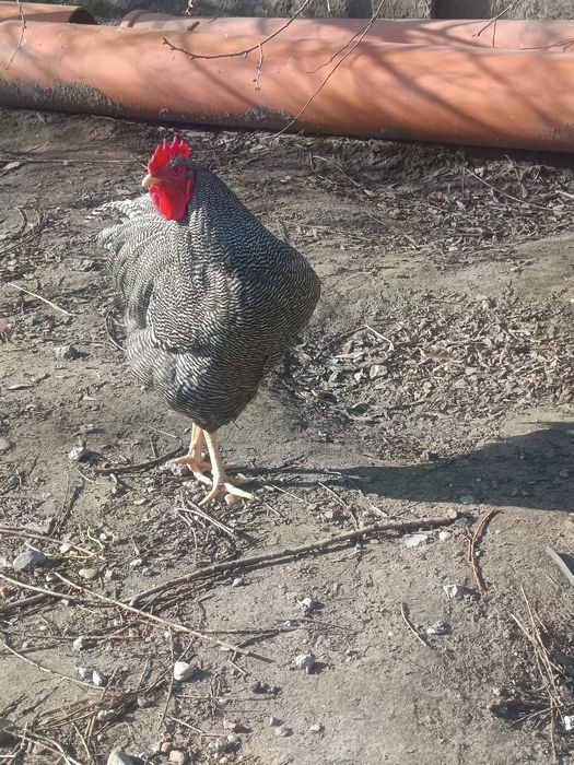 Familie Playmouth Rock Barat