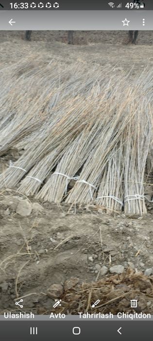 Tut koʻchati kelish tirilgan narxda