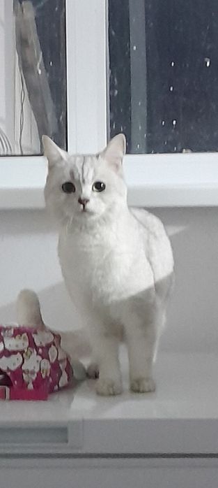 Продам кота еркек мысық