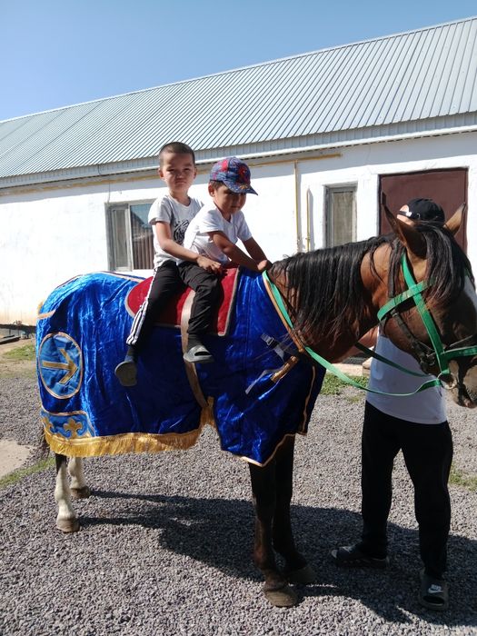 Айгыр 6 жасар. Жеребец 6 лет