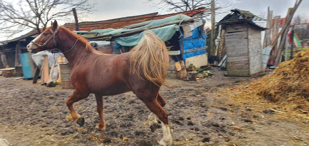 Cal bun de munca, tel.0783 025 335