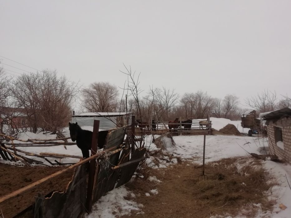 Продам лошадей и дом