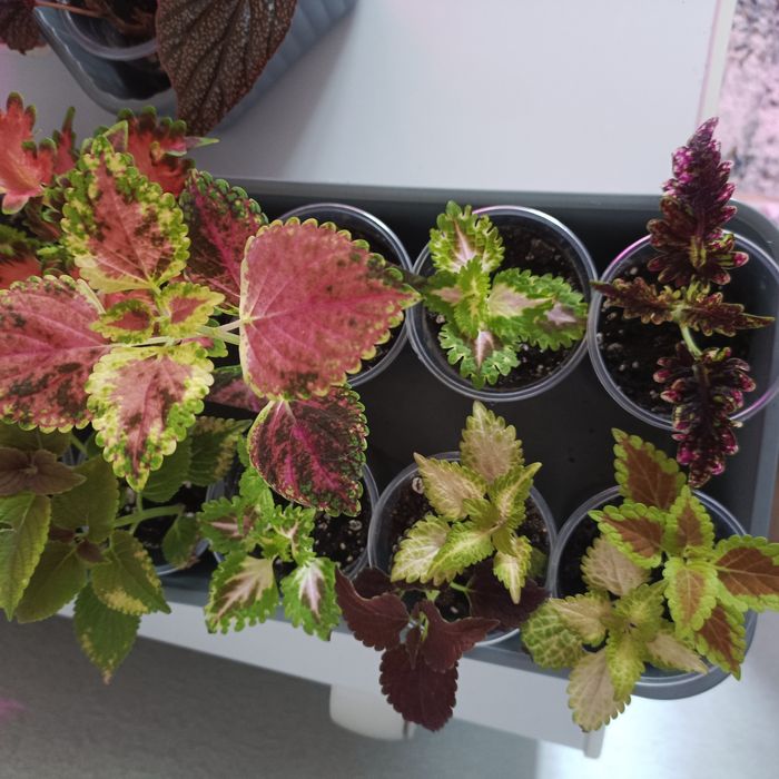 Комнатные растения