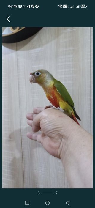 Продаются ручные попугаи Пирруры.