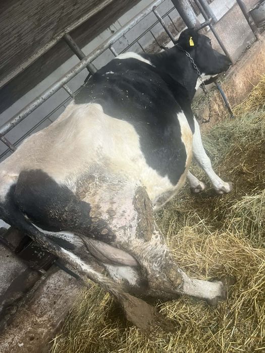 Vând vaca de lapte olandeza