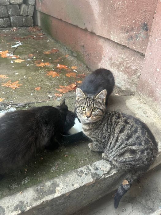 Chiroyli aqlli 3 oylik va 10 oylik mushuklar hadyaga beriladi