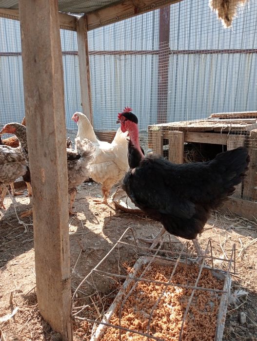 Продам куры домашние