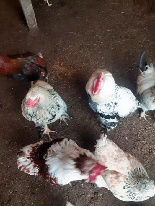 Продам домашних петушков