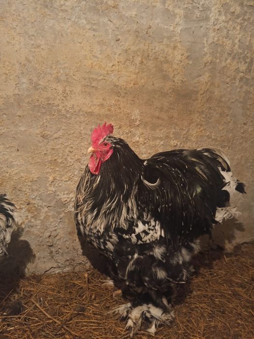 Кохинхин мраморный петух