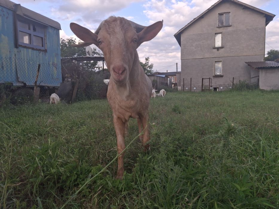 Мъжки и женски кози за разплод