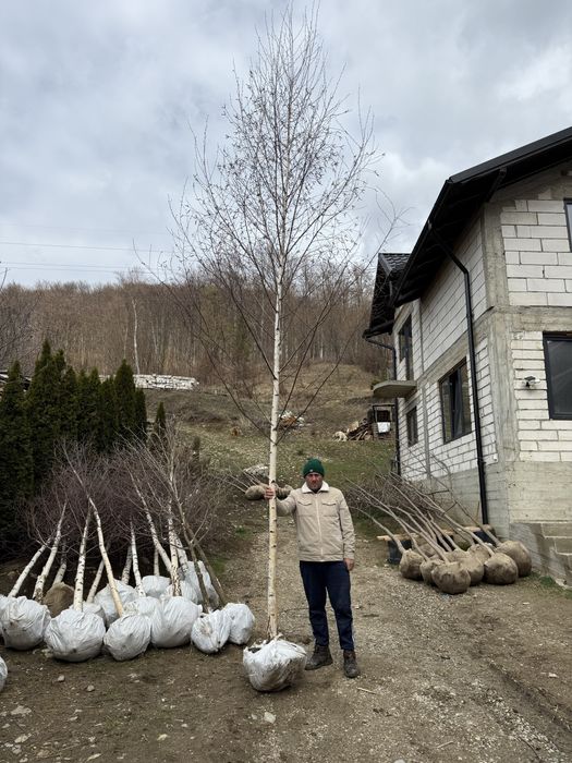 Mesteacăn cu coaja alba
