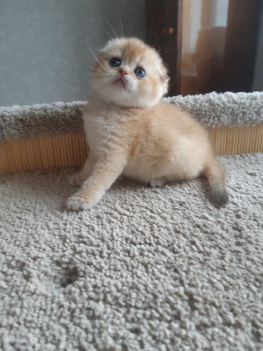 Шотландские Золотые Шиншилы