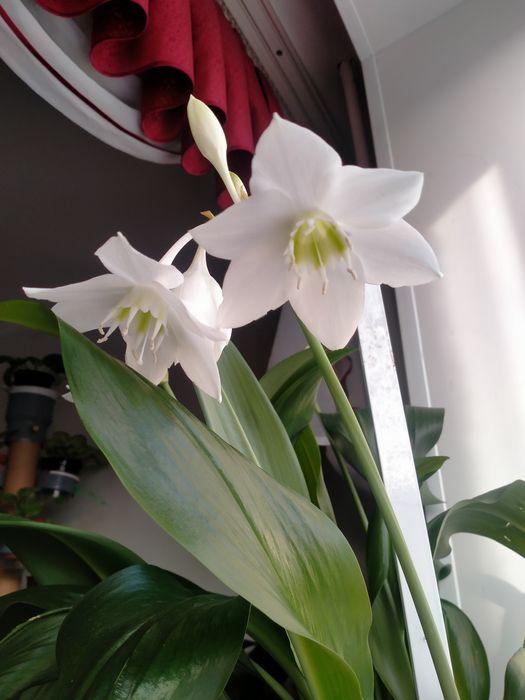 Продам комнатные цветы