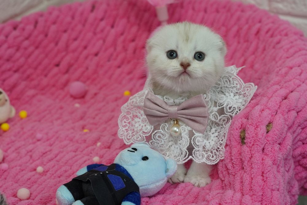 Шотландские котята