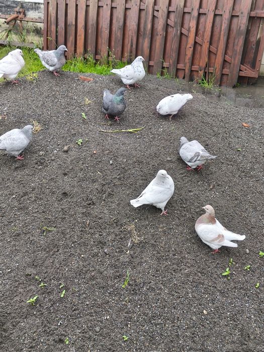 Porumbei texani, perechi și pui
