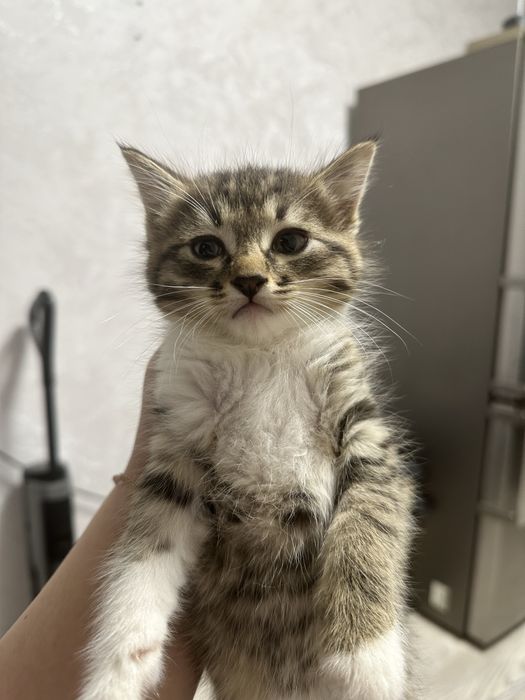 Котята 2-х месячные (бесплатно)