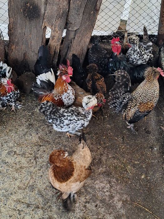 Продавам оплодени яйца от джинките на снимкитее