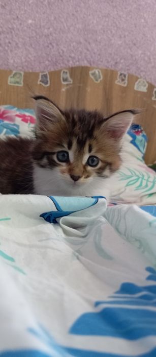 Котенок девочка Папа Мейн кун