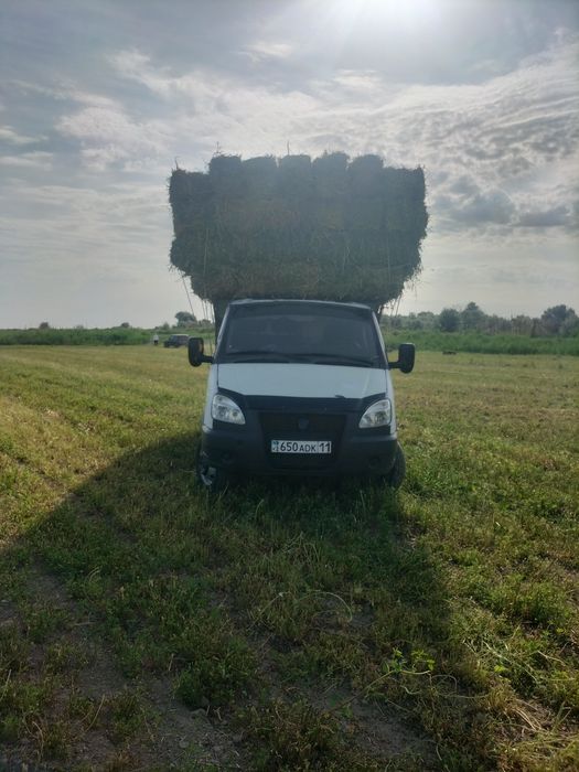 Свежи жонышка бар