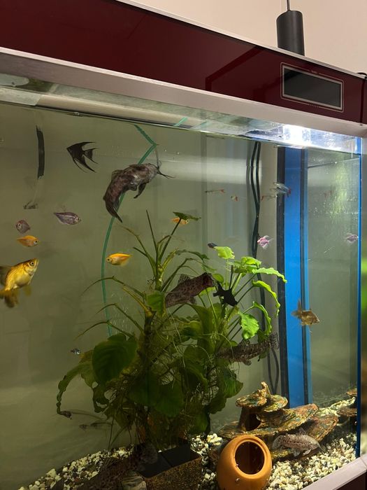 Сомики  Таракатум