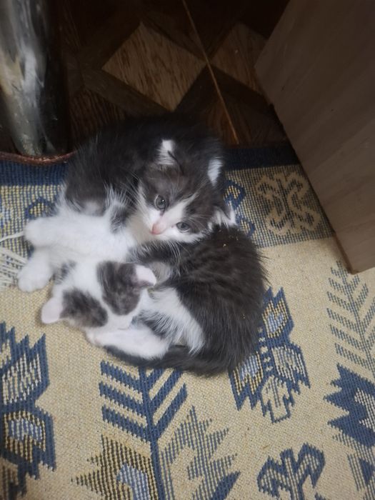 Отдам котят в добрые руки