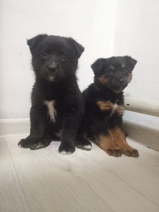 Отдам щенков , в добрые руки