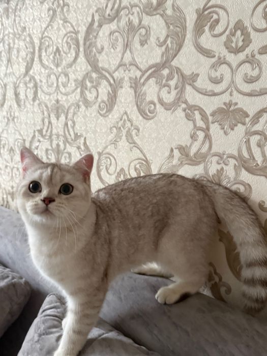 Продается чистокровный британский кот (британская шиншилла)