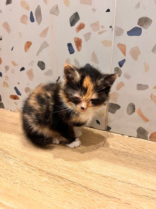 Отдам в добрые руки котенка-девочку