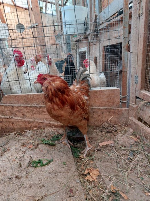 Vând cocoși Ameraucana