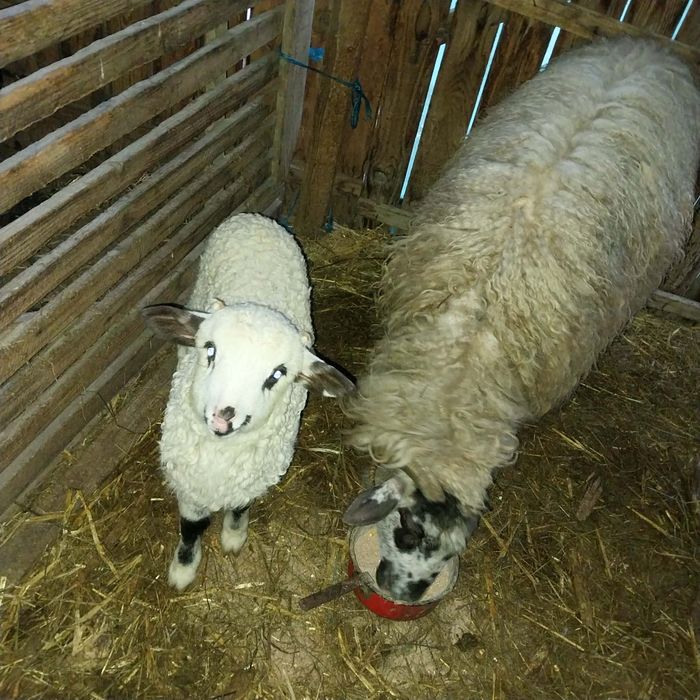 Vând 2 oi cu miel langa ele