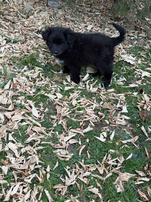 Милая девчушка и пацан ищут дом)