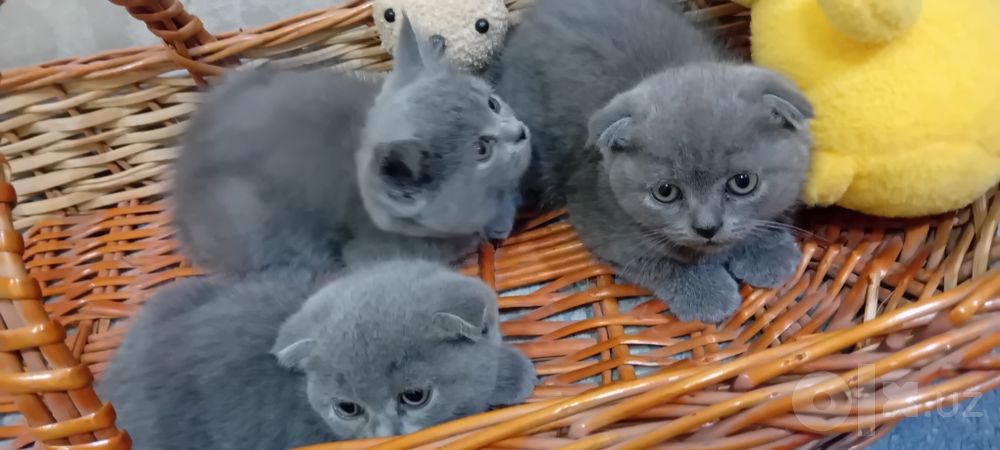 Мушуклар сотилади