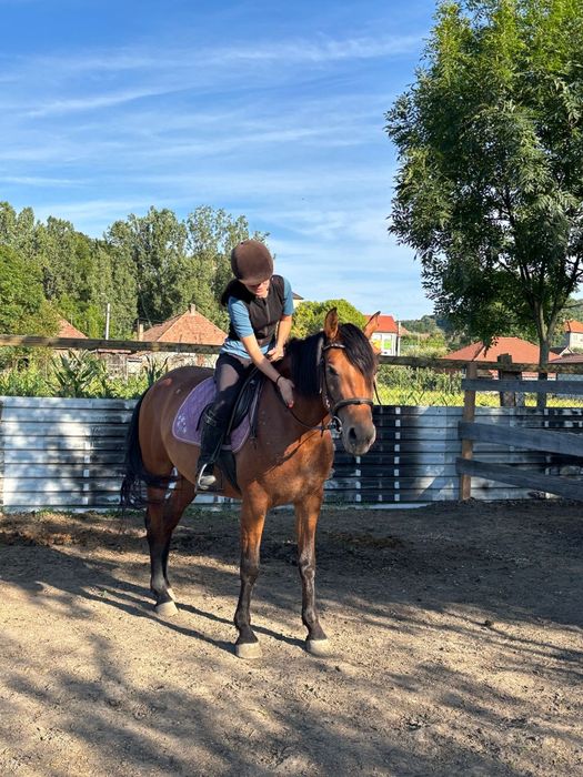 Vânzare iapă de 4 ani, dresată