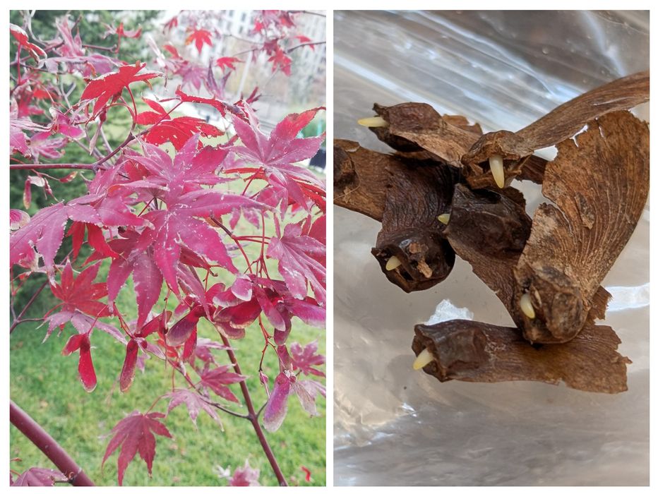 Seminte Artar Japonez Rosu/Verde (Acer Palmatum) 2025
