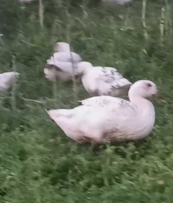 De vanzare bibilici, rațe mulard si gaste mature sau tinere(din acest an)
