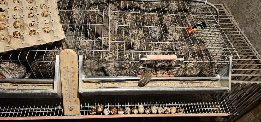 Vand ouă de prepeliță 0.20 lei bucata