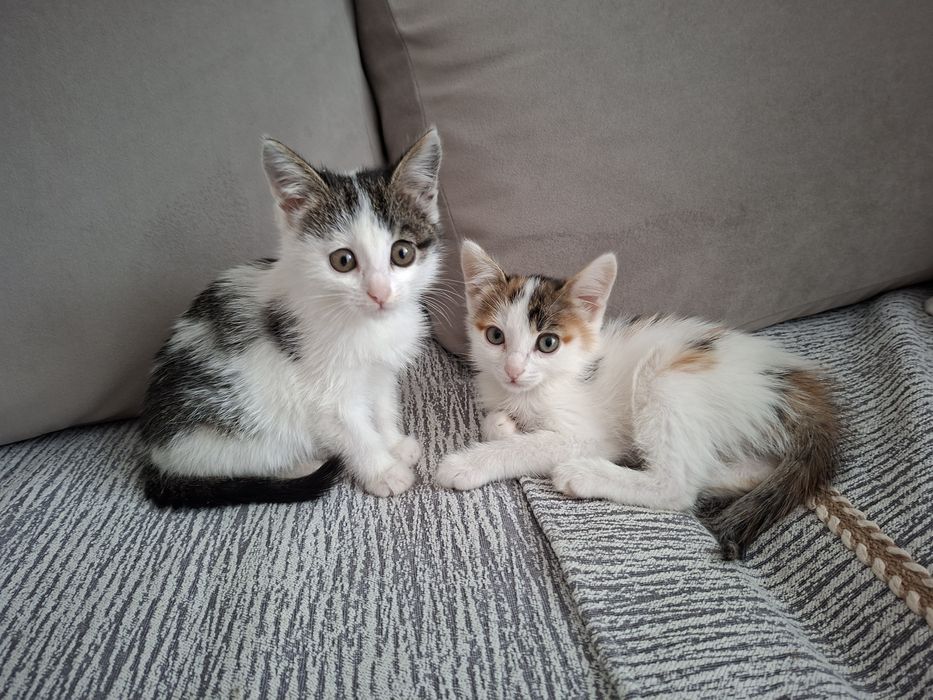 Малышки девочки ок.2 мес.в ответственные семьи