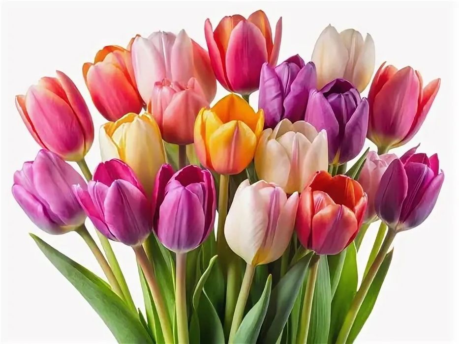 Тюльпаны продажа