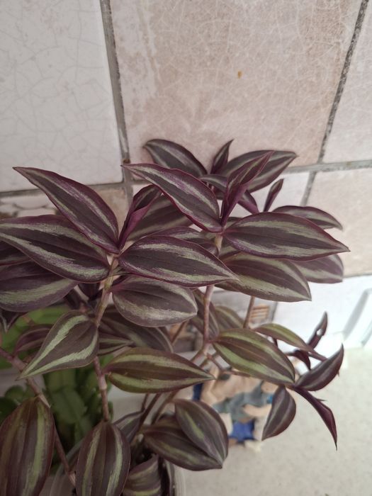 Продам комнатные цветы