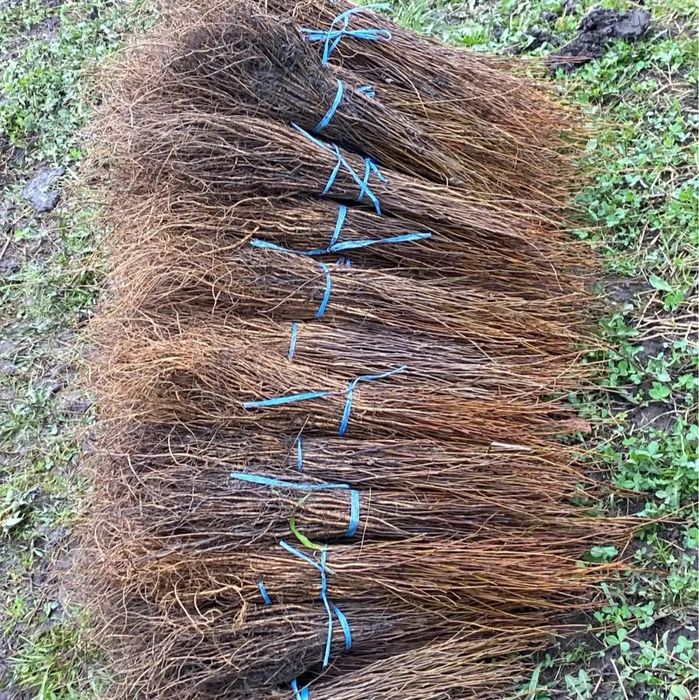 Vând puieți oferta generoasă