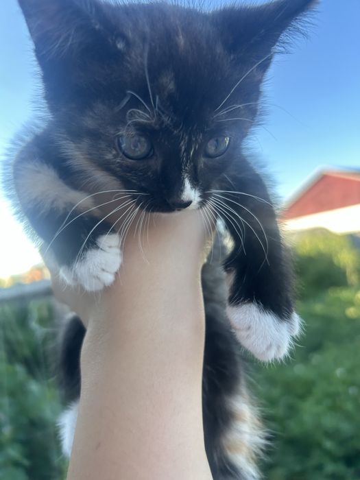 Котенок в добрые руки