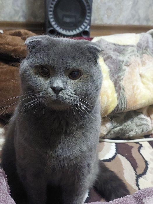 Виязкага мукуш британски