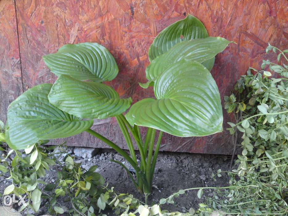 pesti acvariu , creveti ,crin gradina