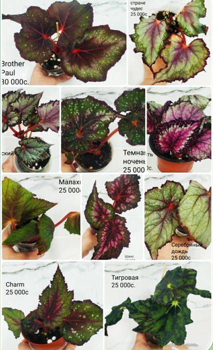 Молоденькие бегонии.