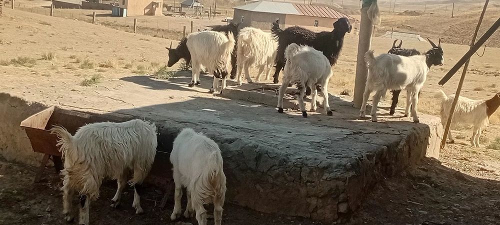 Echki, sarka, uloq yirik zotli