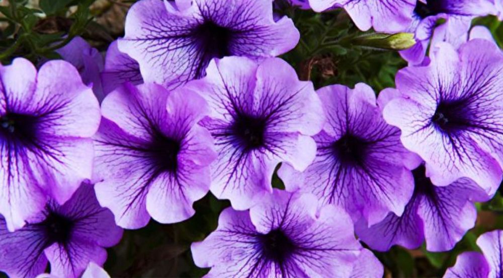 Продам петунию ….. ….