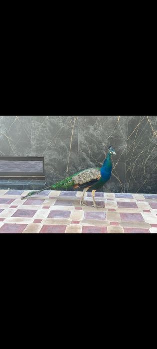 Павлин сатылады парымен 70мын